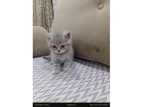 British shorthair kedisi