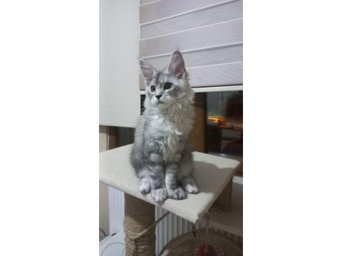 Safkan secereli maine coon yavru
