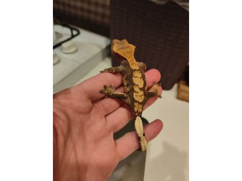 Yavru crested gecko