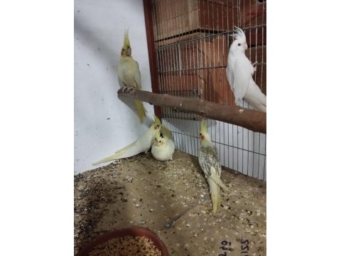 Adıma bilezikli sultan papağanı yavrular ve takımlar