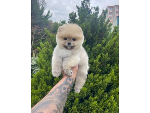 Pomeranian boo 4 aylık yavru gülen surat