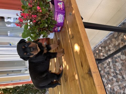 Koca kafa rottweiler yavruları