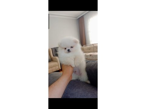 Pomeranian boo erkek yavrumuz