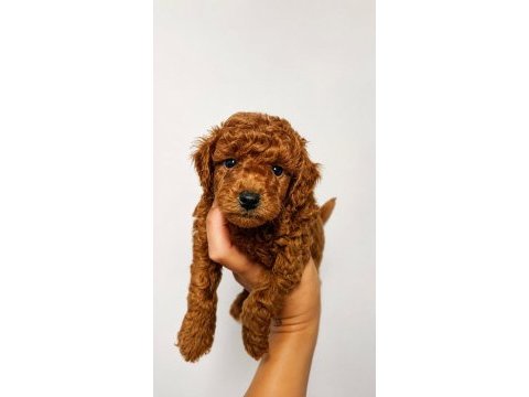 Her aile ve bütçeye uygun safkan poodle yavrular