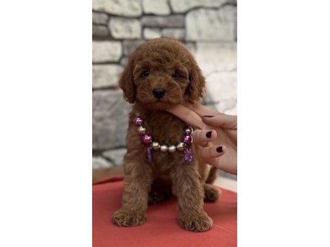 Toy poodle yavru köpekler