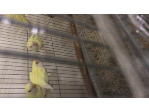 Bebek sevda papağanı eğitime açık