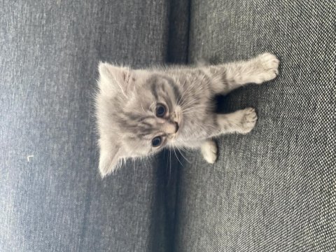 British shorthair minnoşlar sahibini bekliyor