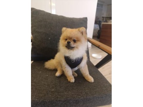2 yaşındaki pomeranian boo oğlumuzu veriyoruz