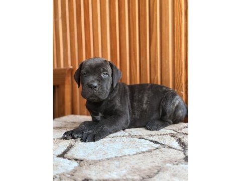Üst kalite cane corso yavrular