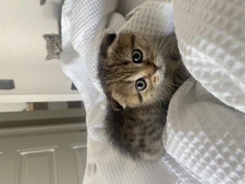 Ufaklığımıza yuva arıyoruz scottish fold