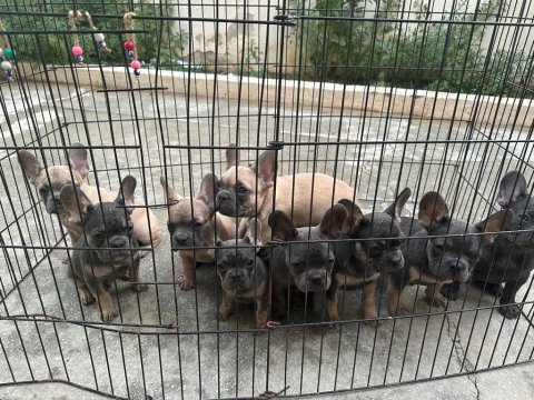 Bebeklerimiz 91 günlük french bulldog