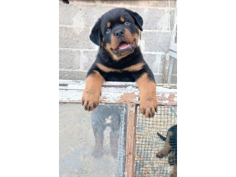 A şecereli rottweiler yavrular