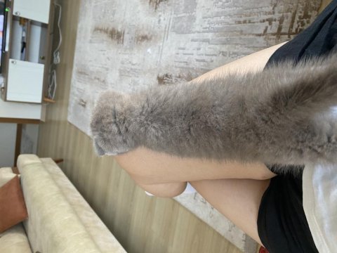 Beylikdüzü 2 aylık yavru scottish fold
