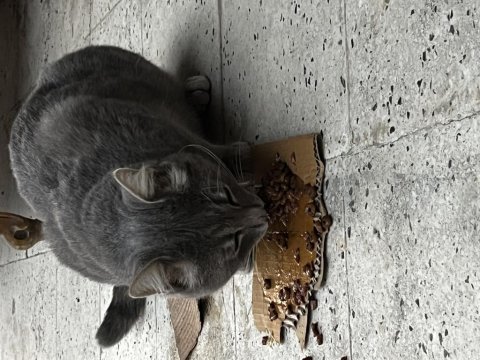 Acil yuva gerçekten seven