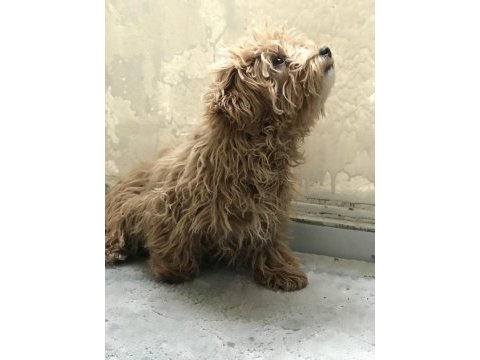 5 aylık dişi poodle günü gelen aşıları yapıldı