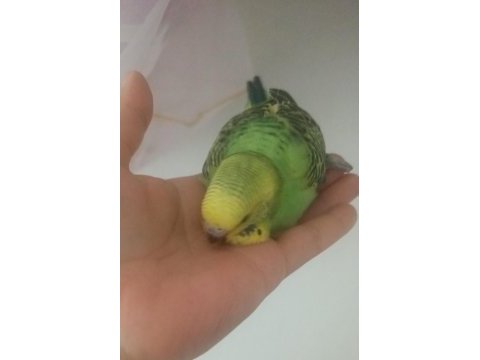 Yavru muhabbet kuşu ev üretimi