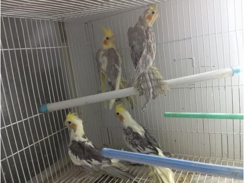 Yavru eğitime müsait sultan papağanı
