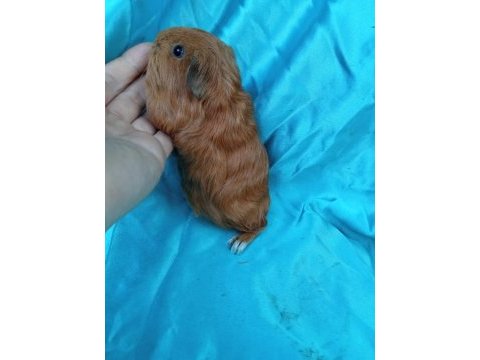 Sheltie ginepig yavrularımızı görmeden karar vermeyin