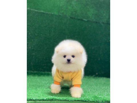Orjinal pomeranian