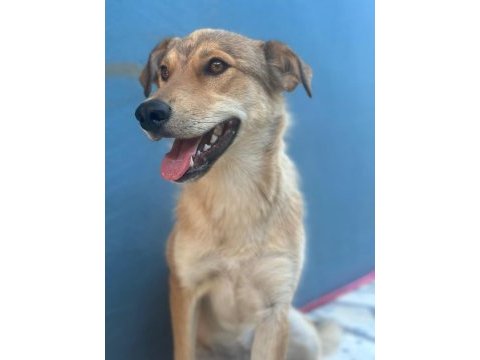 Çok akıllı korumacı kısır melez köpeğimiz