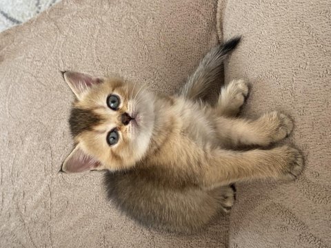 Son kalan safkan british shorthair bebekler
