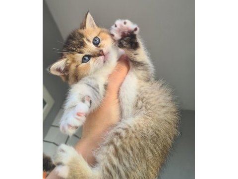 British shorthair kedilerim