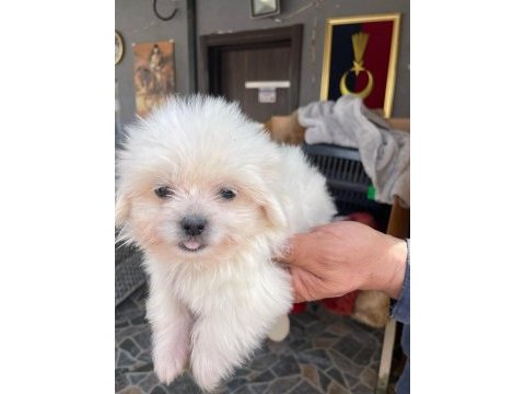Sevimli maltese yavrularımız