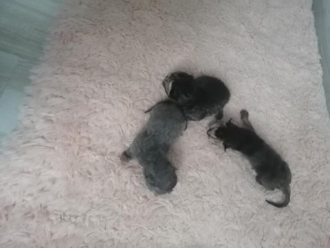 3 yavru kedimiz oldu