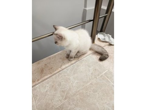 3 aylık yavrum mama ve tuvalet eğitimi tamam kedimiz