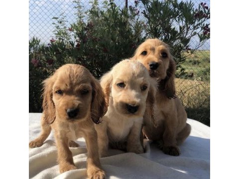 Irk garantili cocker yavruları