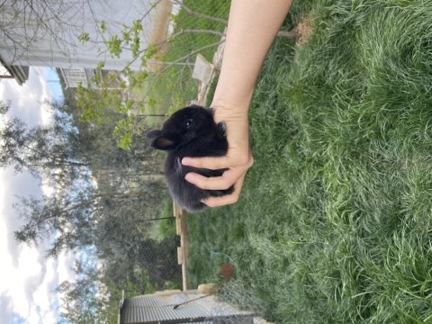 Netherland dwarf cüce tavşan yavruları