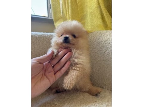 Pomeranian boo yavrularımız