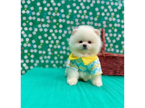 Safkan pomeranian boo yavrularımız