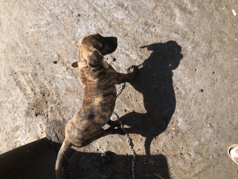 Şecereli dünya şampiyonu torunu presa canario kıfxfcı