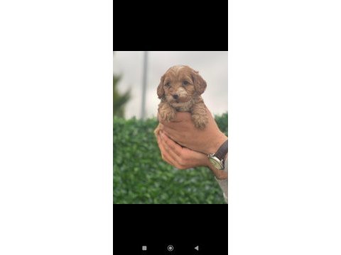 Sevimli erkek maltipoo
