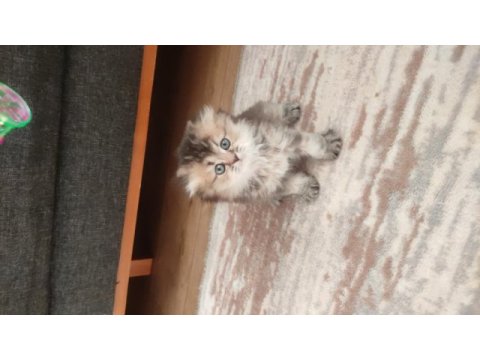 Sıfır kulak scottish fold yavrularımız