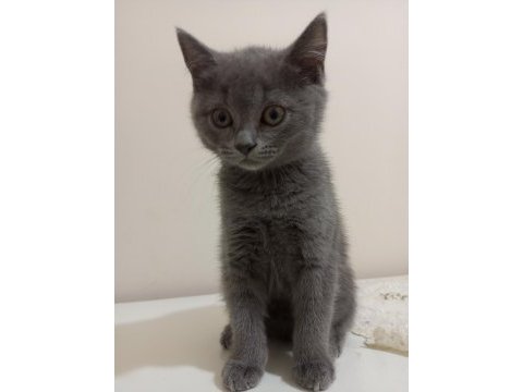 British shorthair iki aylık yavru