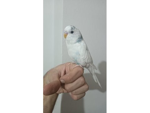 6 aylık iri erkek muhabbet kuşu