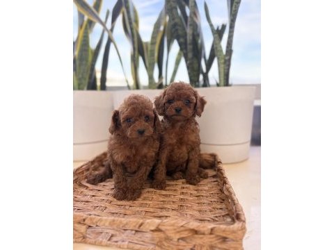 Toy poodle erkek 40 günlük