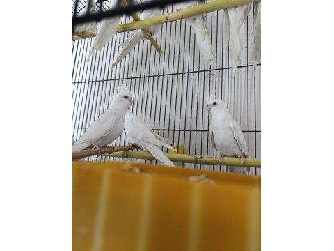 Albino kırmızı göz sultan papağanı