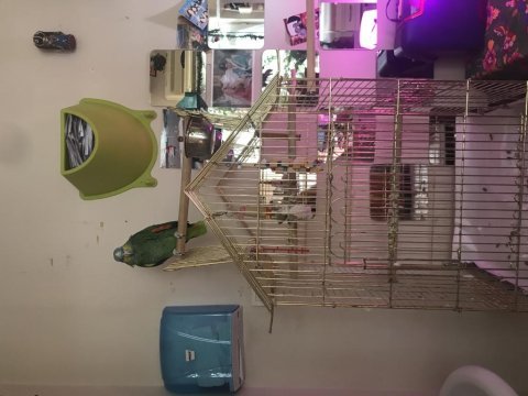 Kafesi ile birlikte amazon papağanı