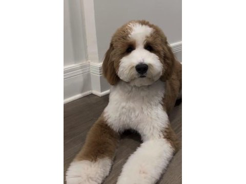 Tüy dökmez antialerjik labradoodle yavruları