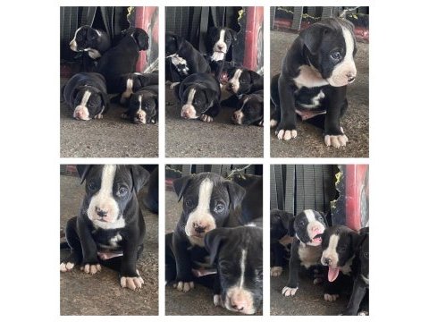 Yavru köpeklerimiz mevcut