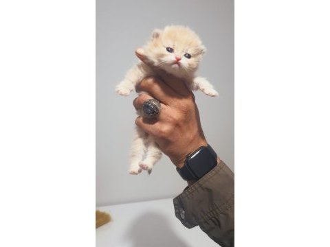 Şecereli golden british longhair yavrularım rezerve