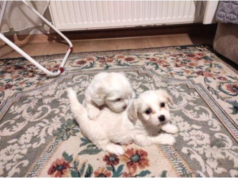 Xs maltese bebekler