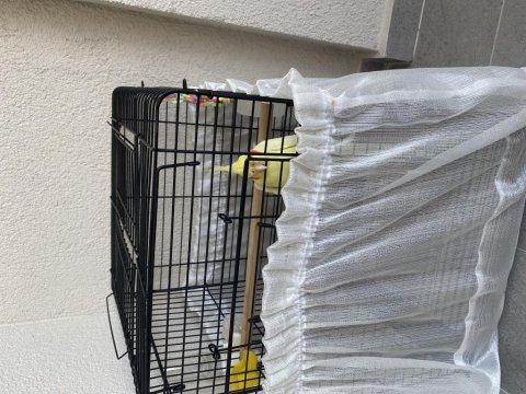 Lutino sultan papağanı kırmızı göz