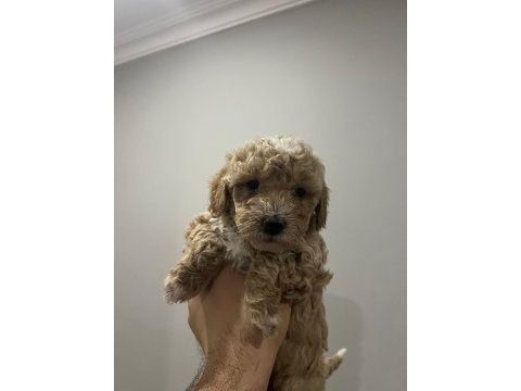 45 günlük poodle yavrular