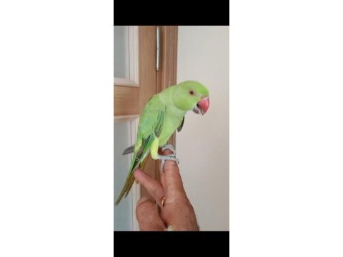 Ful evcil yeni yeni konuşan pakistan papağanı