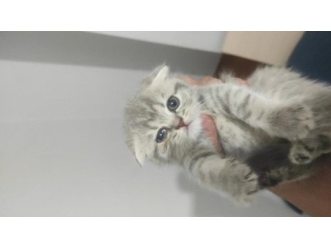 Safkan erkek dişi scottish fold