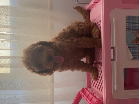 Toy poodle bebekler